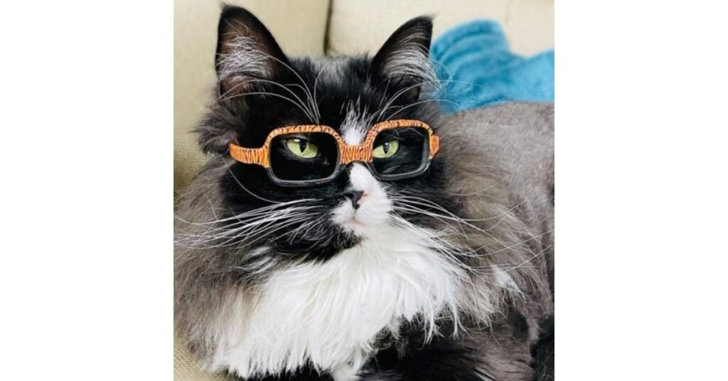 gattina come modella per incoraggiare i bambini con ambliopia a indossare gli occhiali