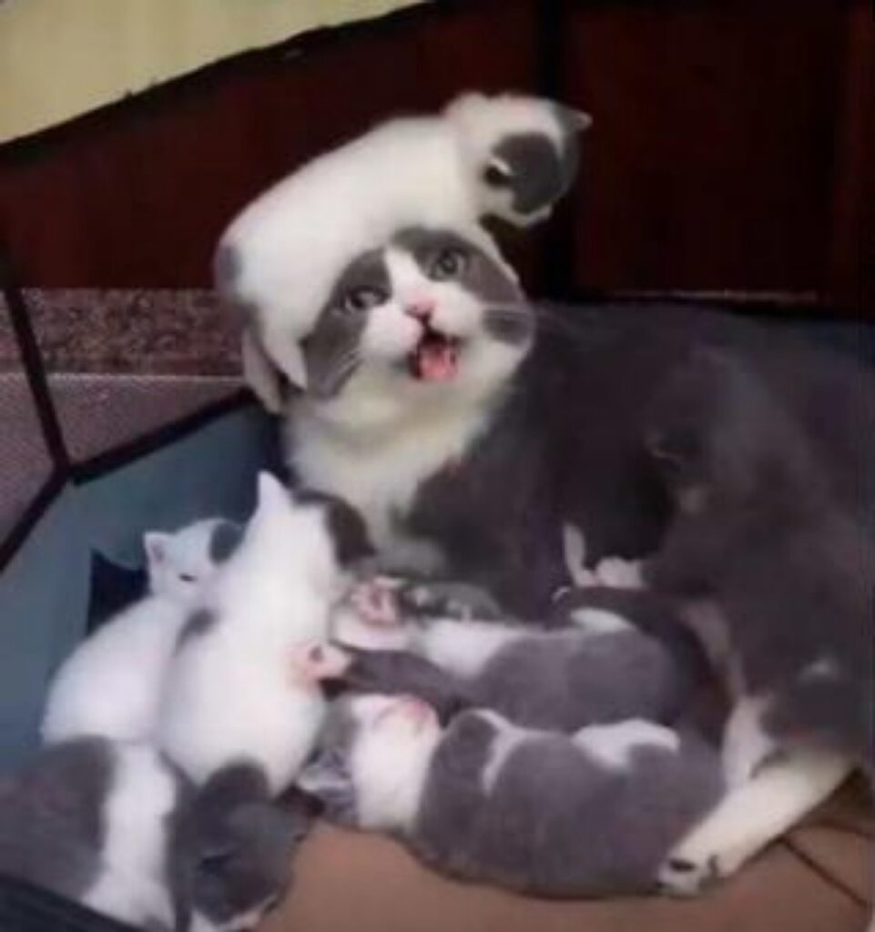 gatta con sette cuccioli