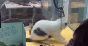 Cina: gatti vivi dentro una macchina pesca peluches (VIDEO)