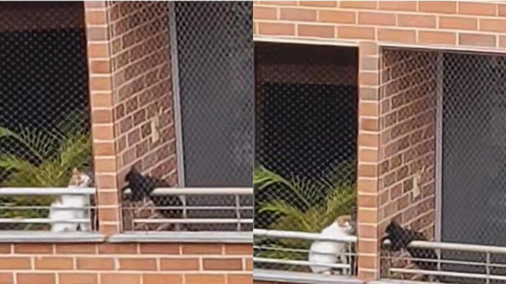 gatti sui balconi