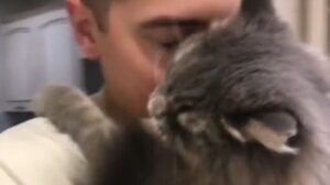 La dolcissima gattina Lu ama essere coccolata dal suo umano (VIDEO)