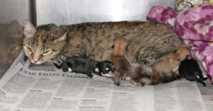 Quattro Chihuahua appena nati vengono salvati da una gattina