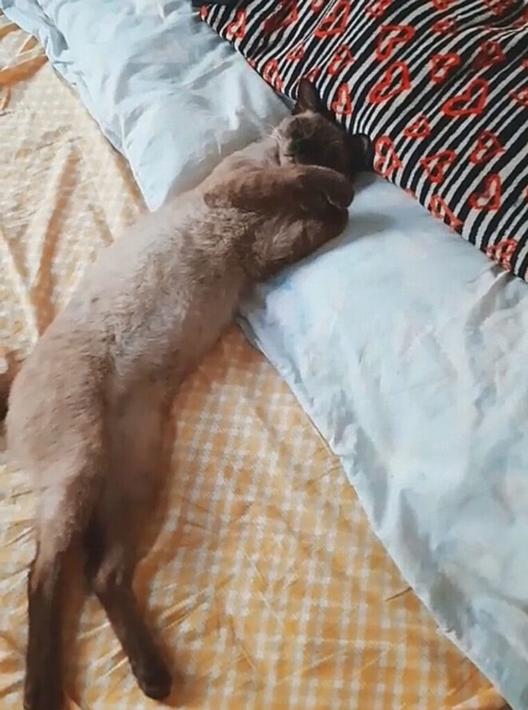 gatto dorme sul letto