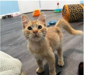 Gattino dolce raggiunge dei gattini per aiutarli