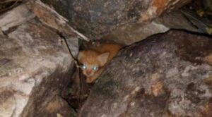 Gattino intrappolato tra le rocce a poche settimane di vita: la storia