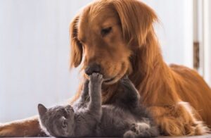 Il gattino Holiday coccola il suo fratellone cane Jupiter (VIDEO)