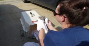 Ohio: il salvataggio di un gattino rimasto intrappolato in una tubatura (VIDEO)