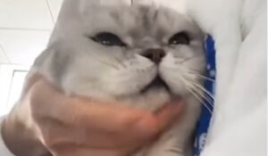 Gattino domestico non sopporta le coccole insistenti (VIDEO)