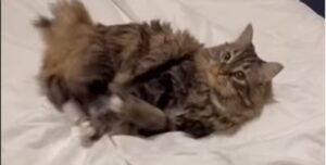 Gattino domestico si lamenta con la sua proprietaria che lo ammonisce (VIDEO)