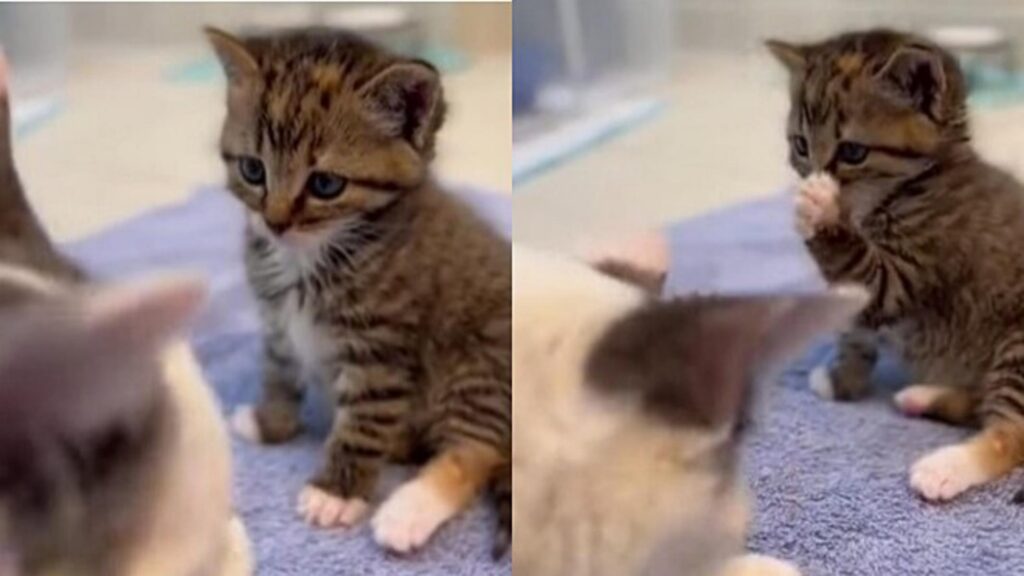 gattino guarda la mamma per imparare