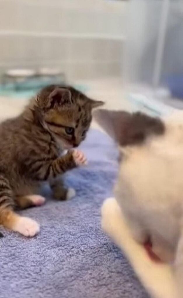 gattino guarda la mamma per imparare