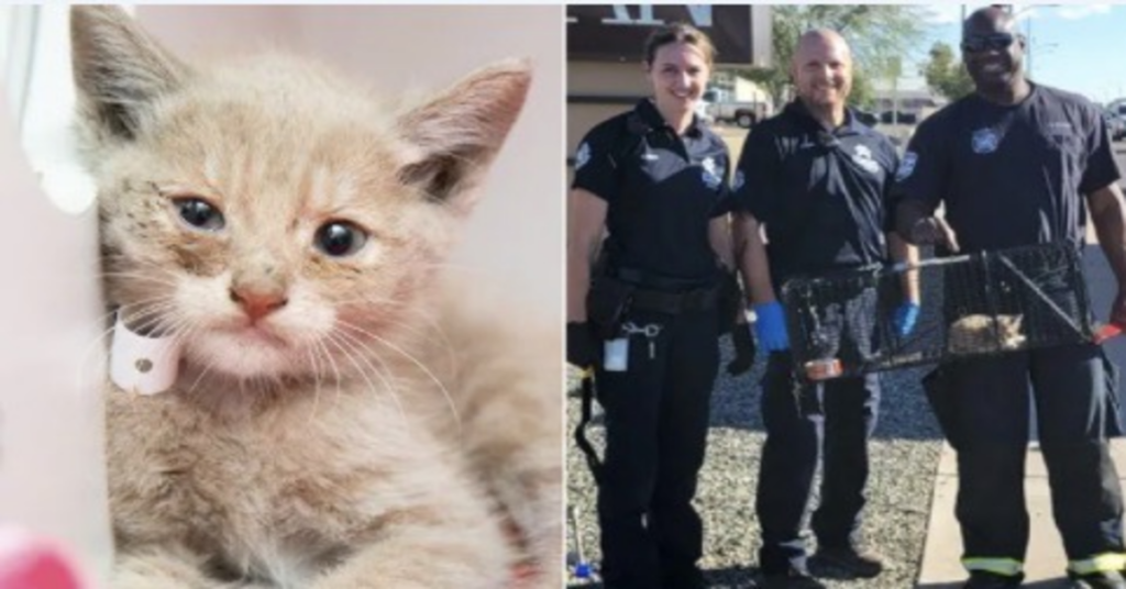 gattino con pompieri che l'hanno salvato