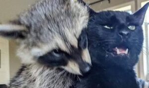 Un gattino nero domestico dimostra quanto sia paziente e accondiscendente (VIDEO)