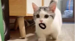 Un gattino piccolo gioca al riporto con la sua proprietaria (VIDEO)