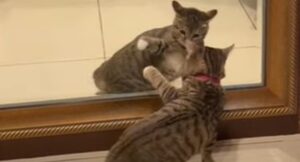 Un gattino si osserva allo specchio ma pensa di guardare un altro gatto (VIDEO)