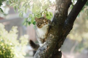 Gatto intrappolato su un albero: salvato grazie ad un’idea geniale