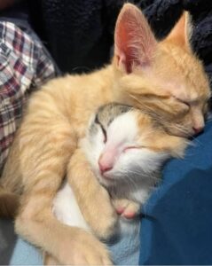 due gattini teneri