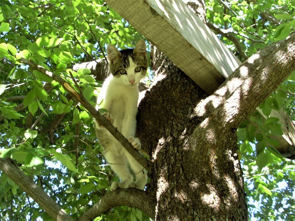 gatto rimasto intrappolato su un albero per cinque giorni