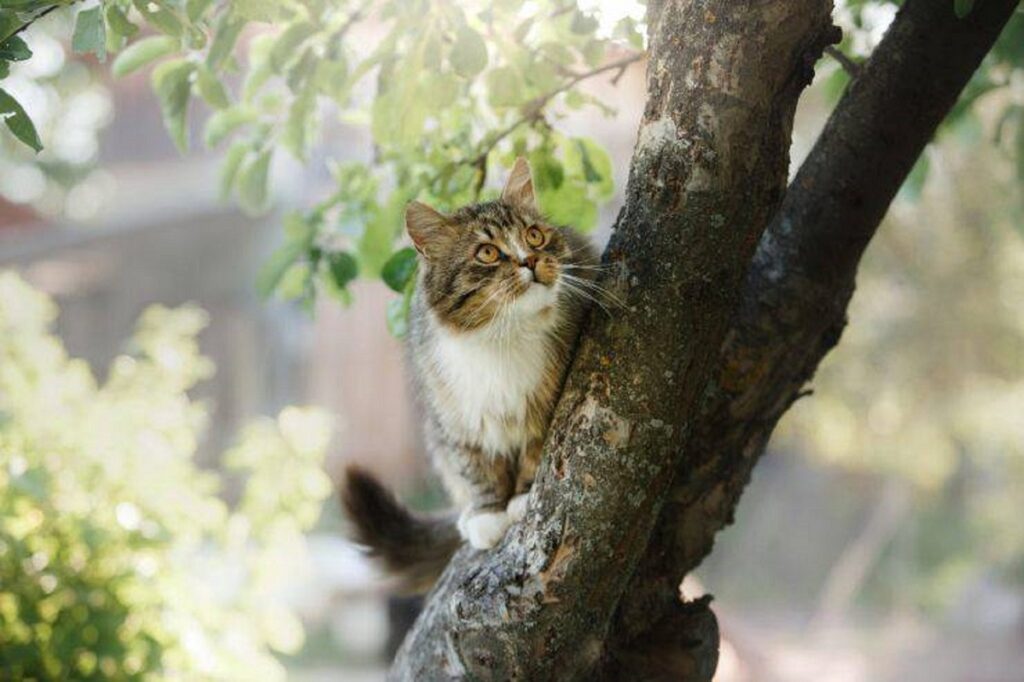 storia di un gatto rimasto intrappolato su un albero