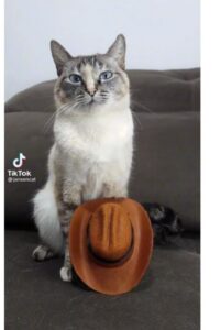 Gattino esegue una performance meravigliosa