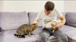 Il gatto Sammy incontra una gallina per la prima volta (VIDEO)