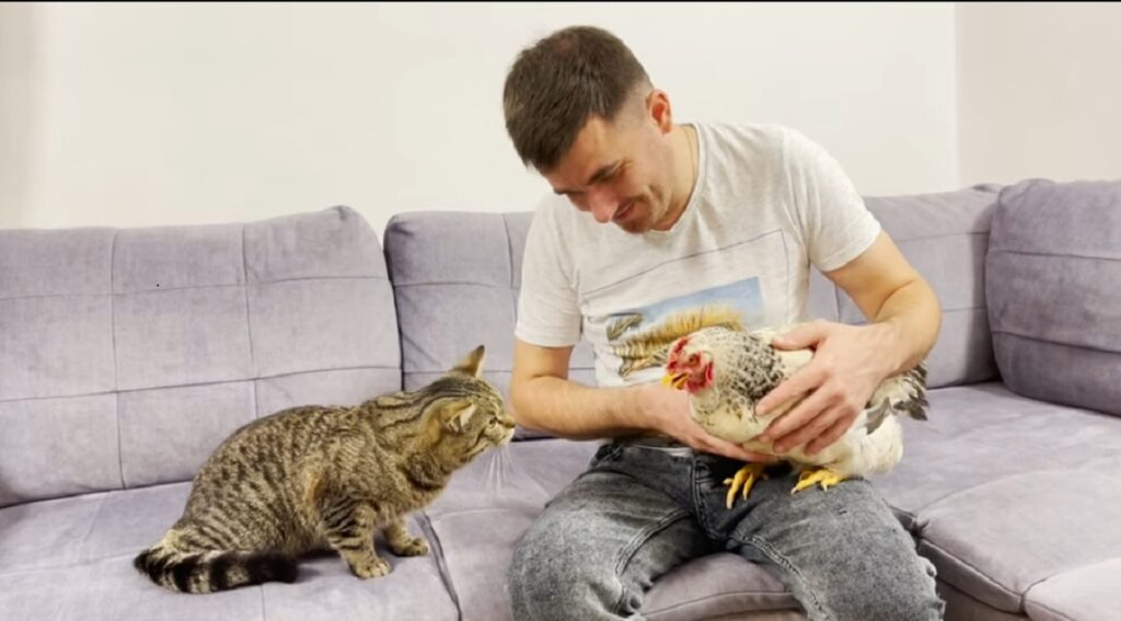 gallina e gatto sammy