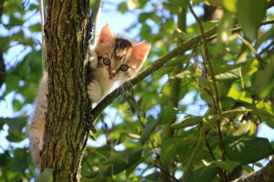 gatto sull'albero salvato dai pompieri