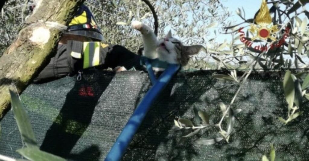 gatto rimasto impigliato su un albero