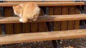Rex, il gatto con due zampe che ha imparato a modo suo a scendere le scale