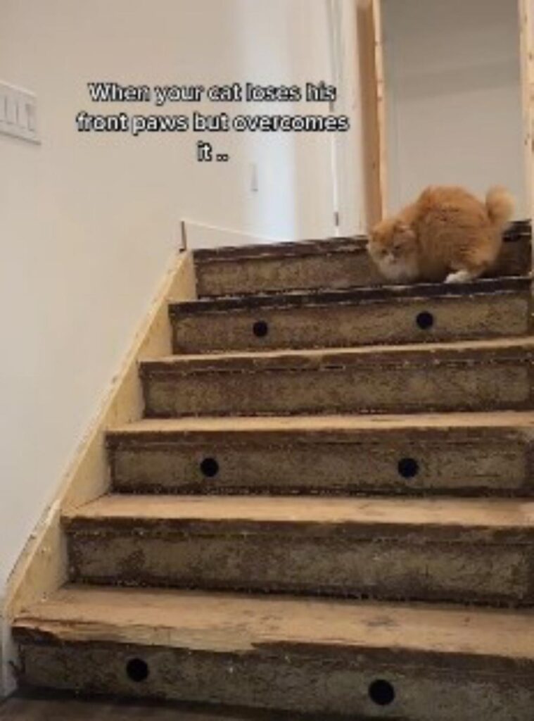 gatto con due zampe scende scale