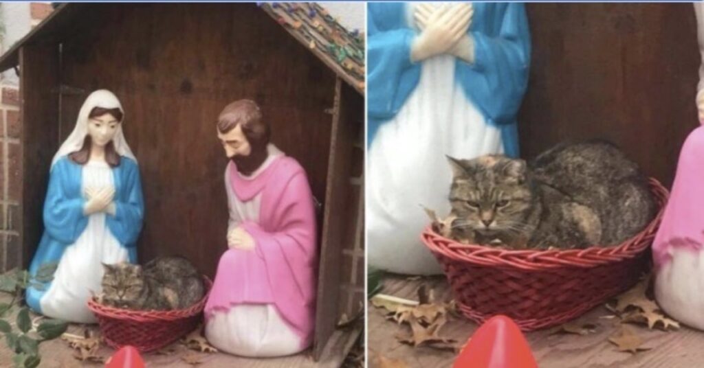 presepio con gatto al posto di Gesù Bambino