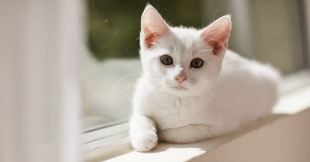 gattino bianco seduto