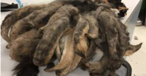 La storia del gatto con il pelo pieno di rasta