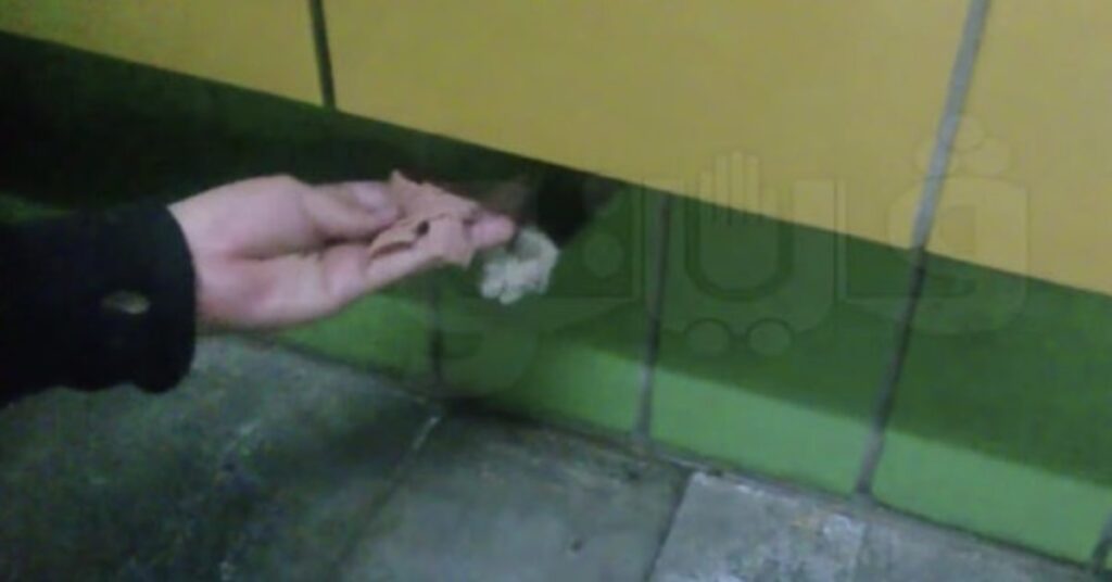 gatto sopravvive in un buco nel muro