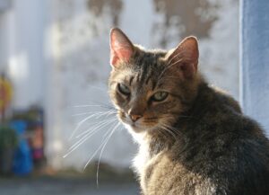 Singapore: il salvataggio di un gatto rimasto bloccato sul cornicione di un grattacielo