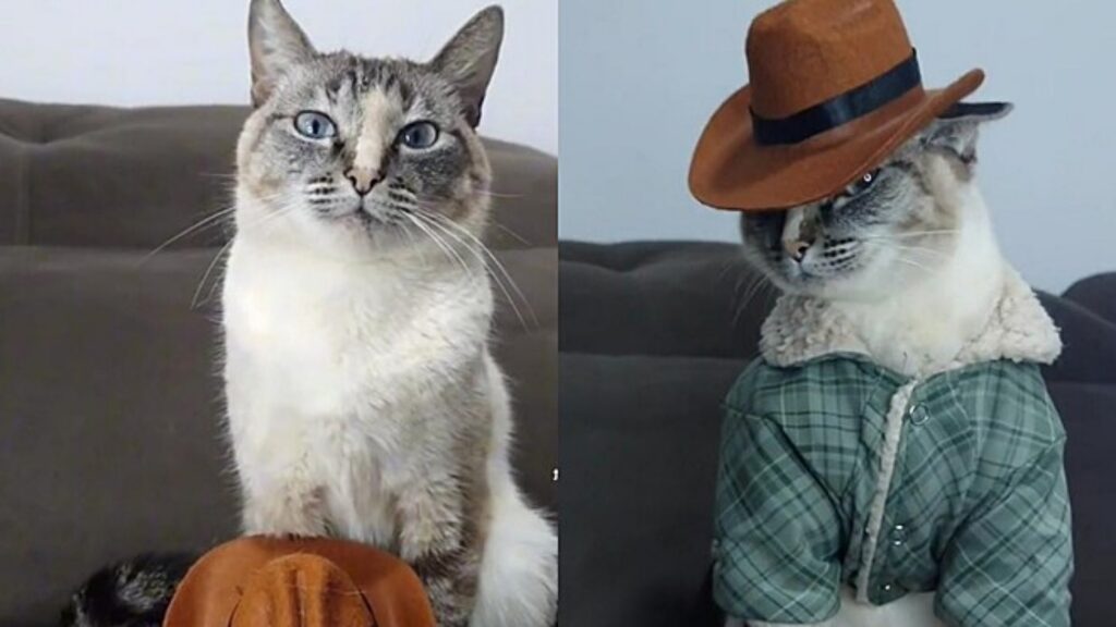 gatto con cappello e giacca