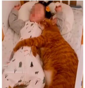 Gattino arancione abbraccia una bimba