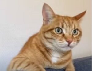 Gattino si comporta come se la casa fosse sua