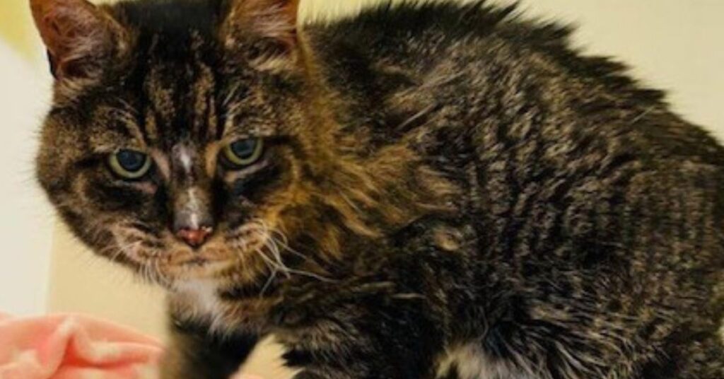 gattina anziana scomparsa per 20 anni 