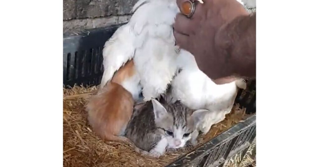 3 gattini e una gallina