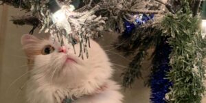 La gattina Ginger è tristissima quando il suo proprietario toglie l’albero di Natale: è il suo grande amico!