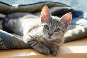5 giochi calmanti per gatti che riporteranno la serenità in casa