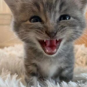 Sembrava un cinguettio invece era un gattino