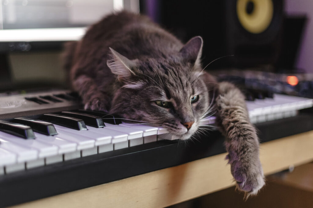 gatto sul pianoforte