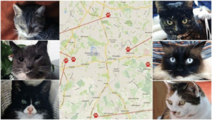 Il killer dei gatti di Londra: dopo 3 anni di indagini finalmente svelata la sua identità