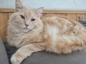 La Forma, alla ricerca di Elia, un gatto di 4 anni dal pelo rosso scomparso da poche ore