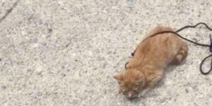 Trova un gattino con dei lacci di scarpe legati al collo in una strada trafficata