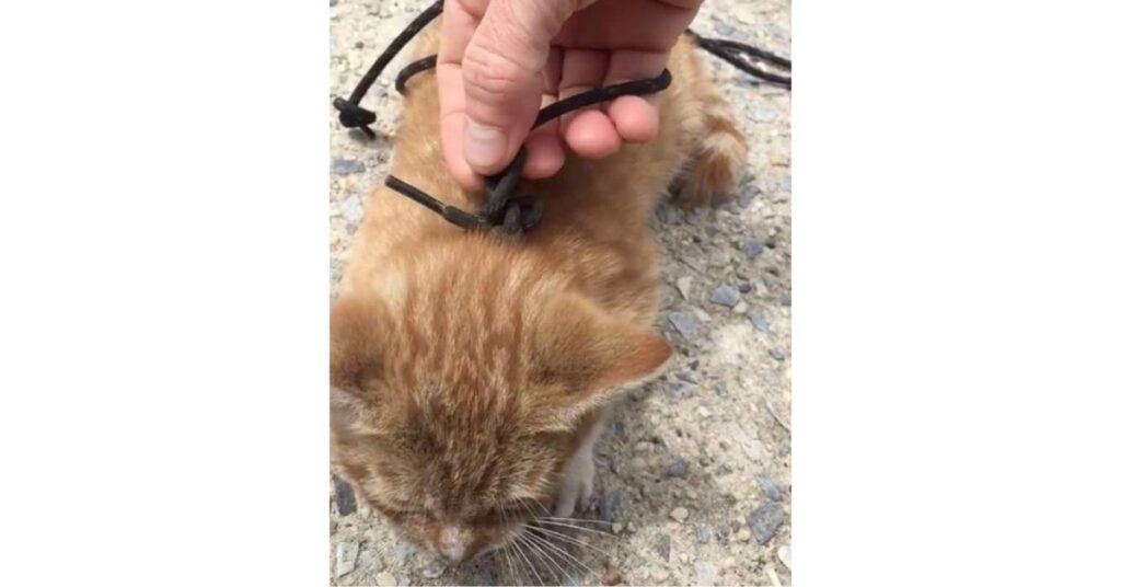 gattino con i lacci delle scarpe legati al collo