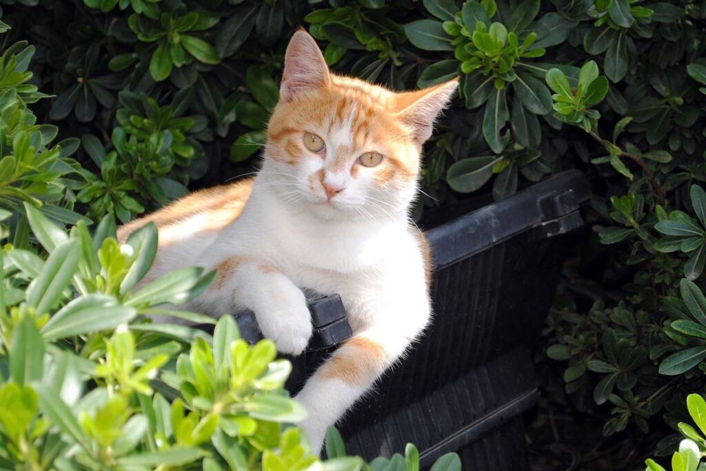 gatto in giardino