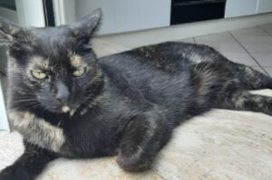 Lucca, gatta smarrita da mesi, la proprietaria disperata offre ricompensa per il ritrovamento